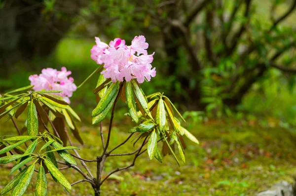 Rhododendron a Hakone Goura Park, Kanagawa, Giappone — Foto Stock