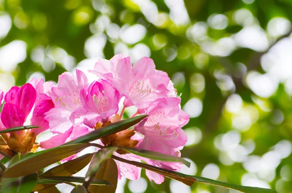 Rhododendron au parc hakone goura, kanagawa, Japon — Photo