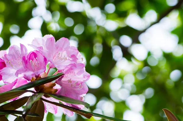 Rhododendron au parc hakone goura, kanagawa, Japon — Photo