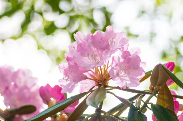 Rododendron v hakone goura park, kanagawa, Japonsko — Stock fotografie