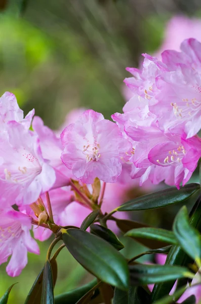 Rhododendron a Hakone Goura Park, Kanagawa, Giappone — Foto Stock