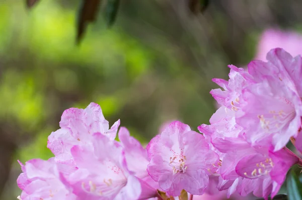 Rhododendron a Hakone Goura Park, Kanagawa, Giappone — Foto Stock