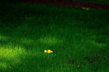 sarı bir karahindiba çiçek