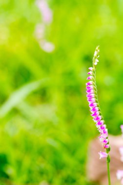ppink Spiranthes çiçek