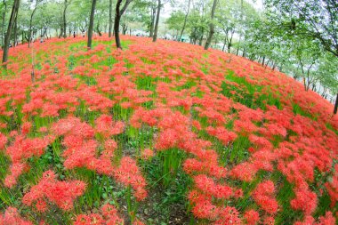 küme amaryllis çiçek