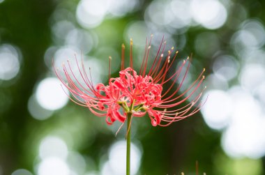 küme amaryllis çiçek