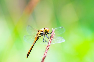 Kırmızı yusufçuk böcek, doğa