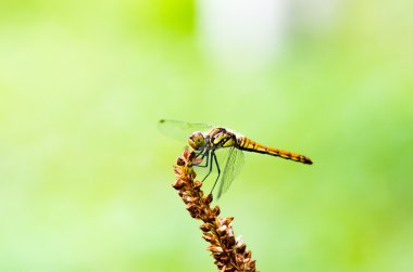 Kırmızı yusufçuk böcek, doğa