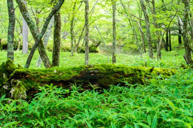 Senjogahara çimen, tochigi, japan