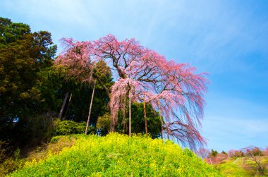 Japon kiraz çiçekleri Sakura, Fukushima (deprem), Turizm Japonya