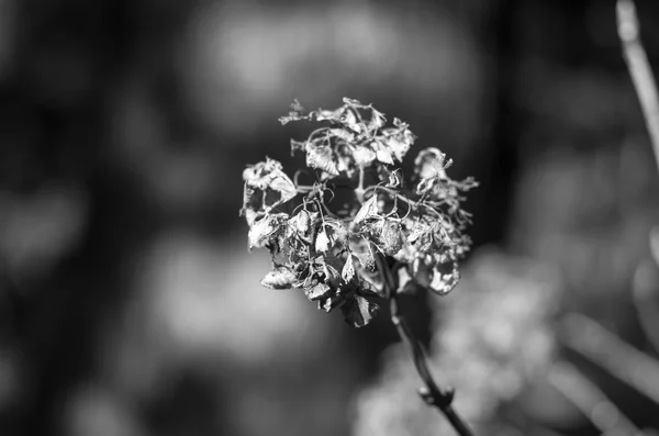 Hortensia vissnade blomman — Stockfoto