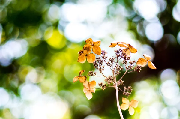 Il fiore appassito dell'ortensia — Foto Stock