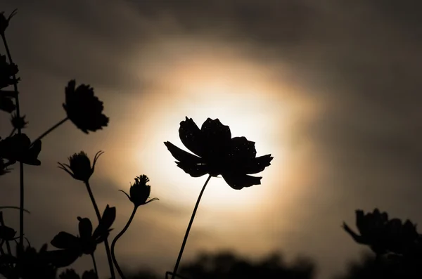 Autmun säsong kosmos blomma — Stockfoto