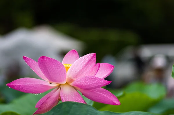 Beautiful pink Ancient lotus — Stock Photo, Image