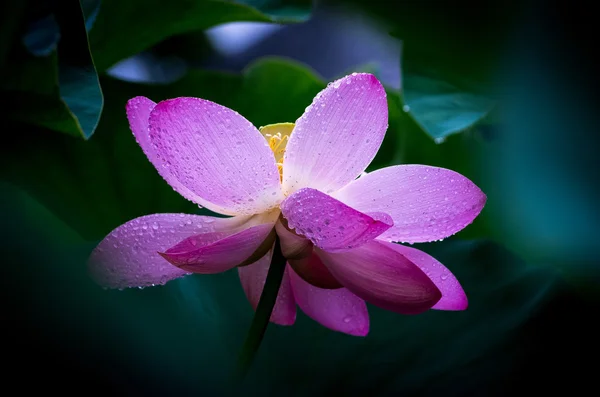 Hermoso rosa antiguo loto — Foto de Stock