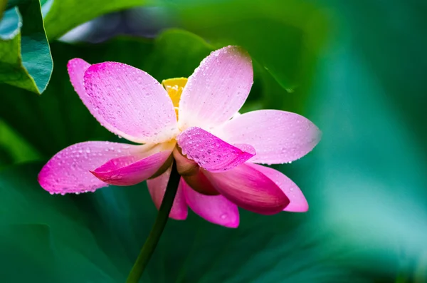 Beautiful pink Ancient lotus — Stock Photo, Image
