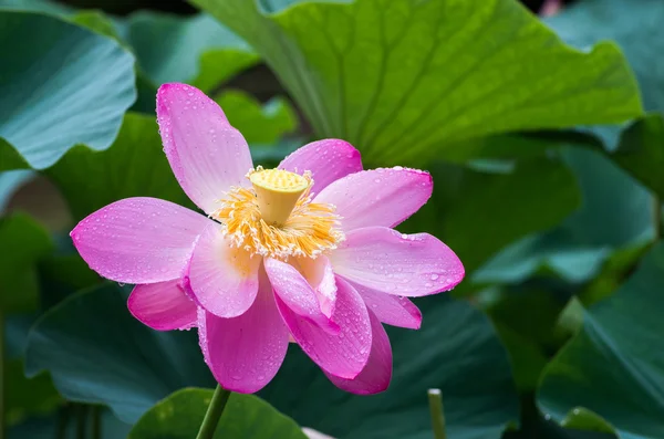 Beau rose ancien lotus — Photo