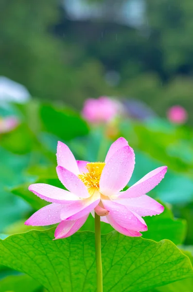 Hermoso rosa antiguo loto — Foto de Stock