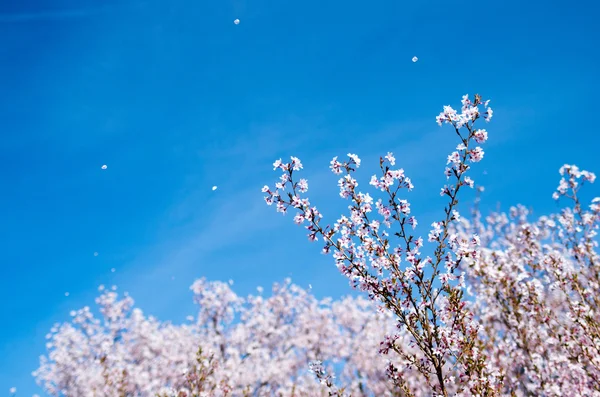 Японська вишня цвітіння сакури — стокове фото