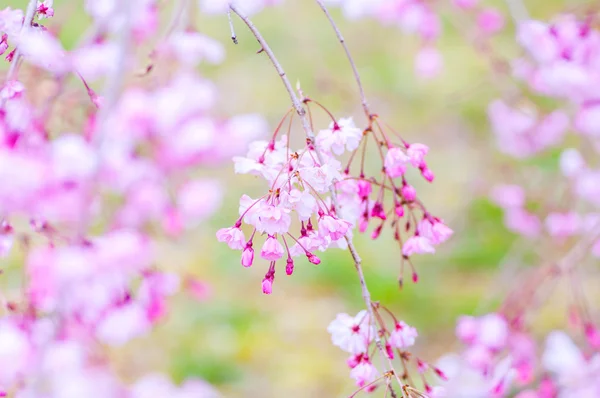 Flores de cerezo japonesas SAKURA — Foto de Stock