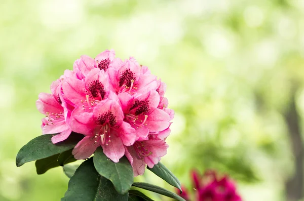 Rododendro fiore, hakone, Giappone — Foto Stock