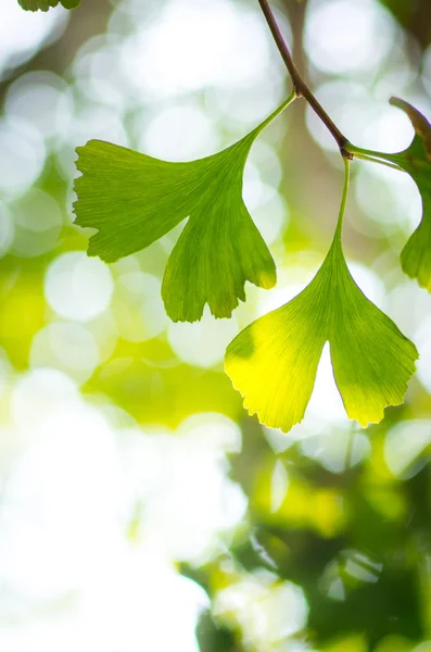 Yeşil ginkgo yaprağı