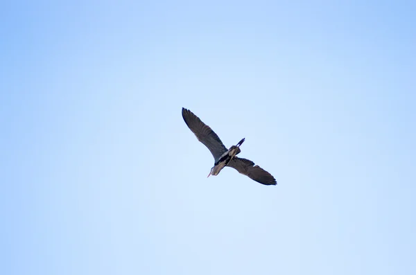 Himmelsfliegender Reiher — Stockfoto