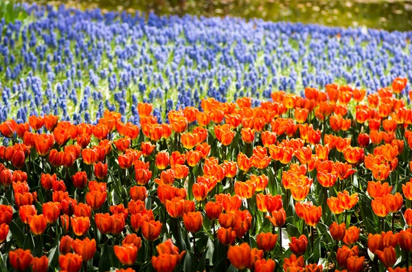 Tulipe au parc commémoratif showa, tokyo, visite du Japon — Photo