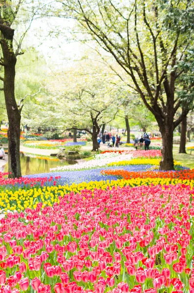郁金香在日本昭和纪念公园，东京，旅游 — 图库照片