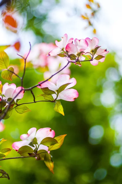 bahar mevsimi Dogwood çiçek