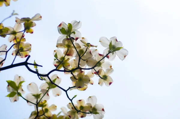 Stagione primaverile Fiore corniolo — Foto Stock