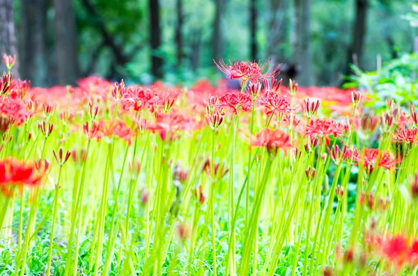 Cluster amaryllis flower — Stockfoto