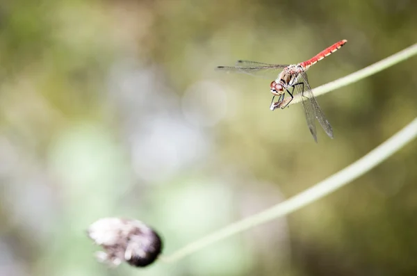 Insecte libellule rouge, nature — Photo