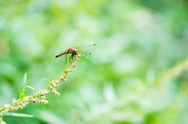 Natura owad, czerwona ważka — Zdjęcie stockowe