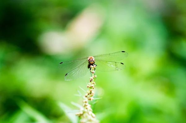 Rote Libelle Insekt, Natur — Stockfoto