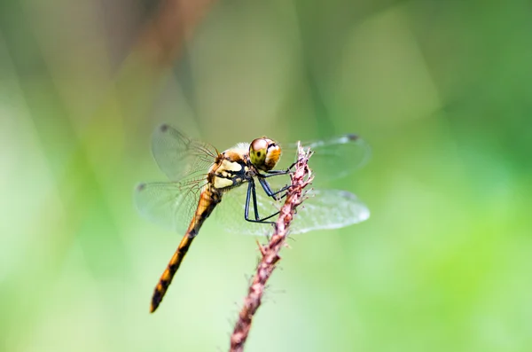 Rote Libelle Insekt, Natur — Stockfoto