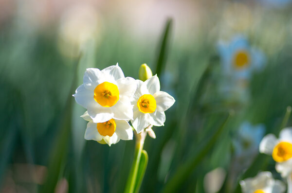 narcissus flower at hota area chiba,tourism of japan