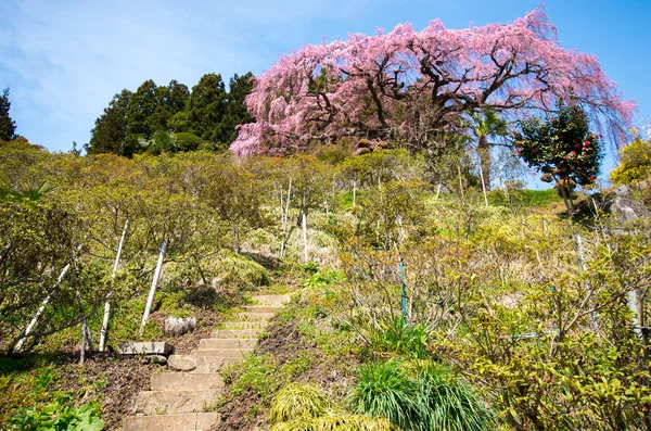 日本樱花樱花，福岛 (州)、 日本旅游 — 图库照片
