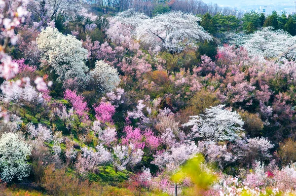 Japon kiraz çiçekleri Sakura, Fukushima (deprem), Turizm Japonya