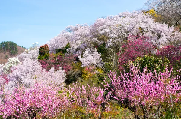 Японська вишня цвітіння Сакура, Фукусіма (префектурах), туризм Японії — стокове фото