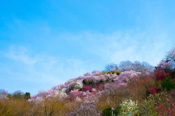 일본 벚꽃 사쿠라, 후쿠시마 (현), 일본의 관광 — 스톡 사진