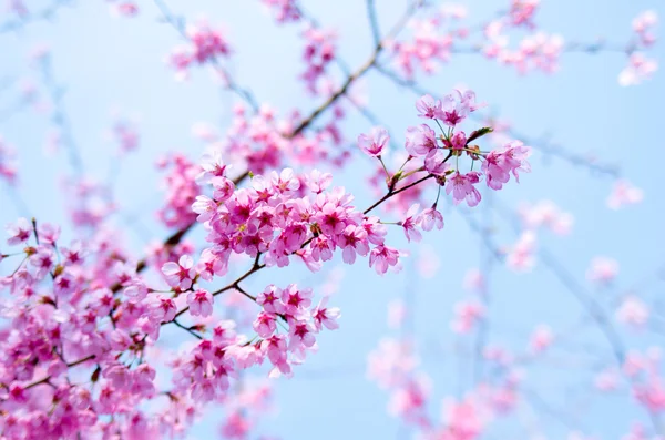 Japanse kersenbloesem Sakura Rechtenvrije Stockafbeeldingen