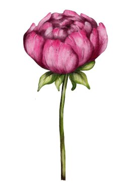 Beyaz kağıtta pembe şakayığın tek bir suluboya resmi. Bu tasarım çeşitli paketleme için kullanılabilir.