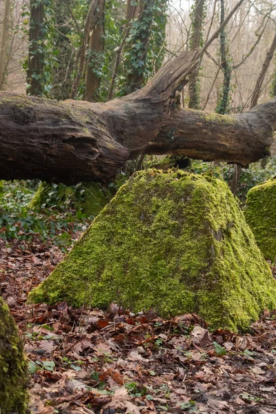 Eski 2. Dünya Savaşı Tank Savunması. Ejderha Dişleri, Guildford, İngiltere 'deki Wey nehrinin yakınında yer aldı.