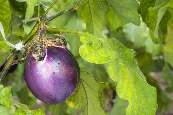 Eggplant on field, bio — Stock Photo, Image