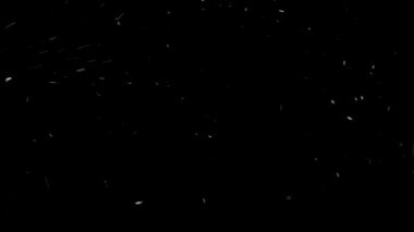 Gerçek Kar, yağan kar 4K 'da siyah zemin üzerinde izole edilmiş beste, hareket grafikleri için kullanılacak.