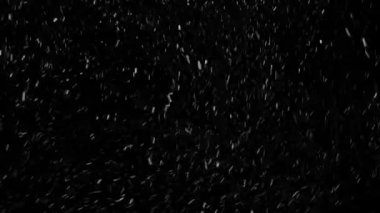 Gerçek Kar, yağan kar 4K 'da siyah zemin üzerinde izole edilmiş beste, hareket grafikleri için kullanılacak.