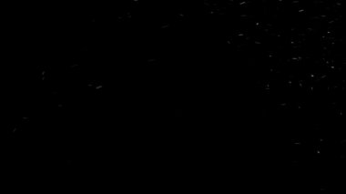 Gerçek Kar, yağan kar 4K 'da siyah zemin üzerinde izole edilmiş beste, hareket grafikleri için kullanılacak.