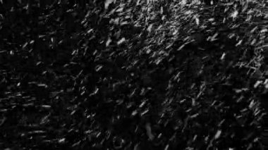 Gerçek Kar, yağan kar 4K 'da siyah zemin üzerinde izole edilmiş beste, hareket grafikleri için kullanılacak.