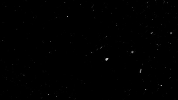 Salju Nyata, salju jatuh terisolasi pada latar belakang hitam di 4K yang akan digunakan untuk menyusun, grafis gerak. — Stok Video